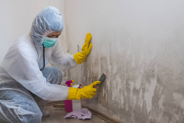 Best Industrial Mold Remediation  in Yuipa, CA