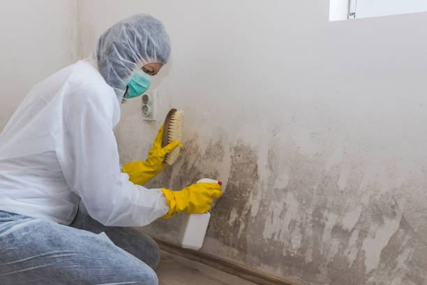 Best Air Quality Testing for Mold Spores  in Yuipa, CA