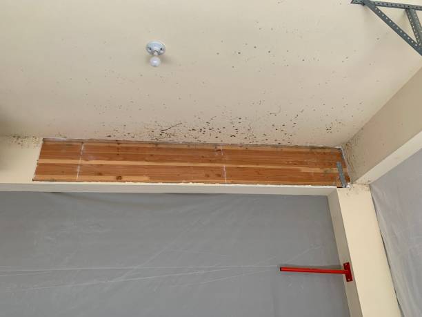 Best Attic Mold Removal  in Yuipa, CA