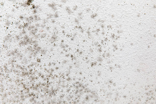 Mold Odor Removal Services in Yucaipa, CA